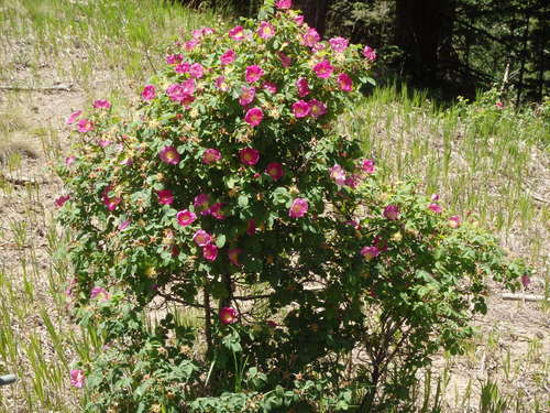 GDMBR: The largest and most bountiful wild rose plant that I have ever seen in the wild.